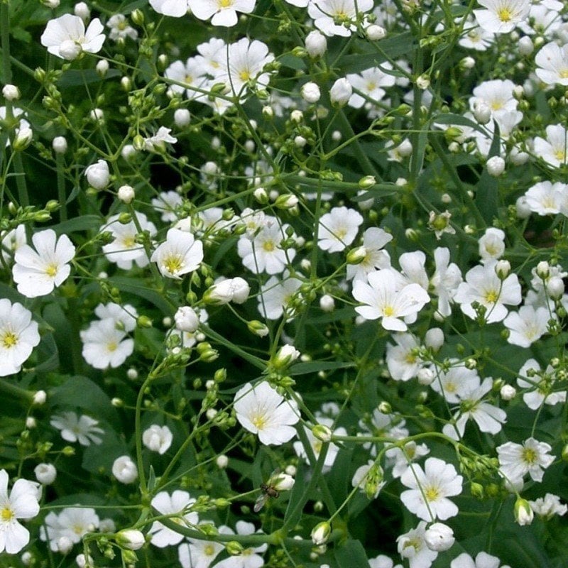 Collomia grandiflora Beyaz İri Çiçekli Floks Çiçeği(200 tohum)