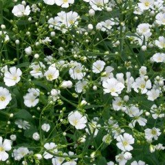 Collomia grandiflora Beyaz İri Çiçekli Floks Çiçeği(200 tohum)