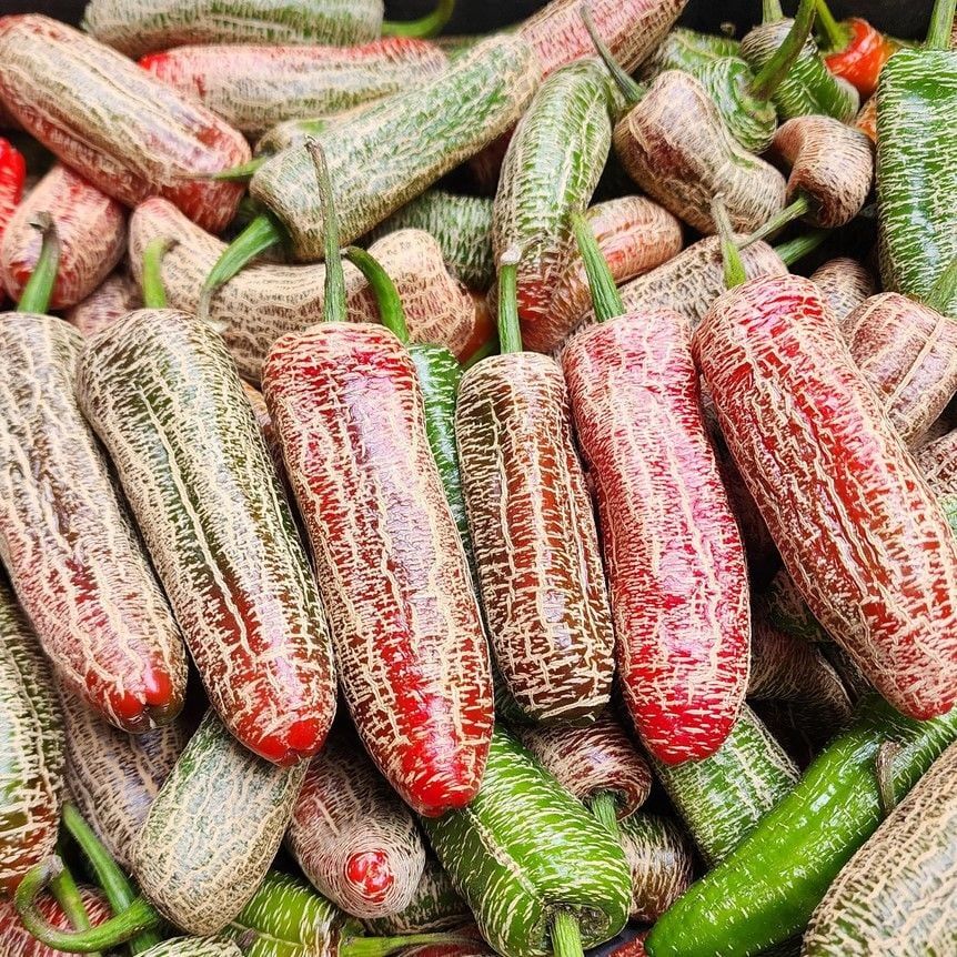 Nadir Ata Tohum Jalapeno Farmers Biber Tohumu (10 tohum)