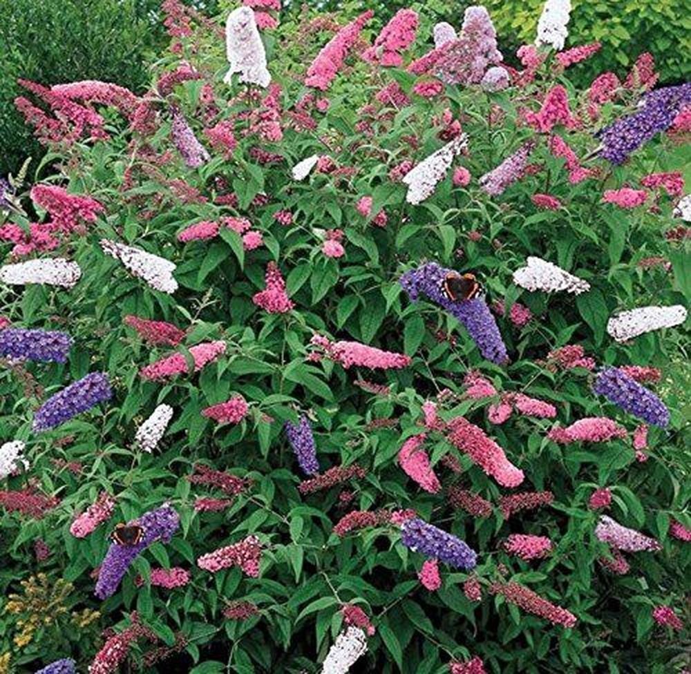 Tüplü Kelebek Çalısı (Buddleja Davidii) Fidanı