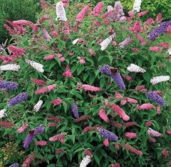 Tüplü Kelebek Çalısı (Buddleja Davidii) Fidanı