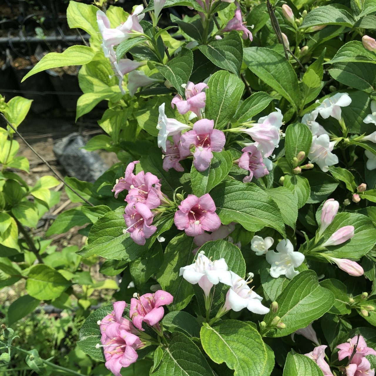 Tüplü Weigela (Vangelya) Gelin Tacı Ağacı Fidanı