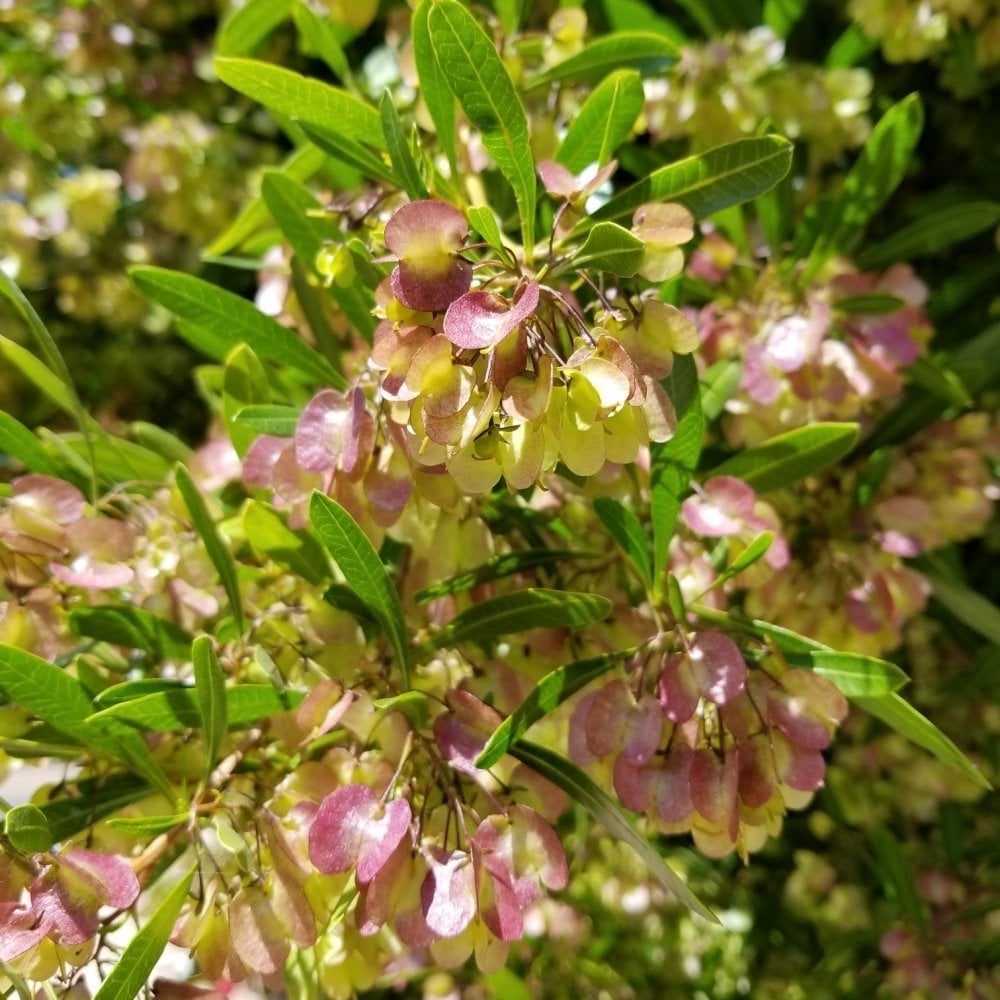 Tüplü (Dodonaea Viscosa) Kıbrıs Çalısı Fidanı