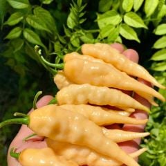 Nadir Ata Tohum Geleneksel Jpgs Long Pheno Acı Biber Tohumu (10 Tohum)