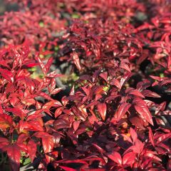 Tüplü Cennet Bambusu (Nandina Domestica) Fidanı
