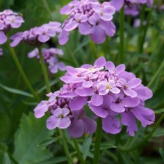 Candytuf Lila Renkli İberis Çiçeği Tohumu (200 adet)