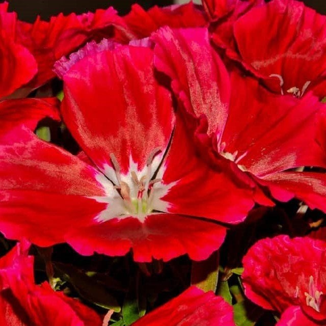 Kırmızı Grandiflora Meteor Godetia Yer Açelyası Çiçeği Tohumu(50 tohum)