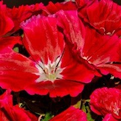 Kırmızı Grandiflora Meteor Godetia Yer Açelyası Çiçeği Tohumu(50 tohum)