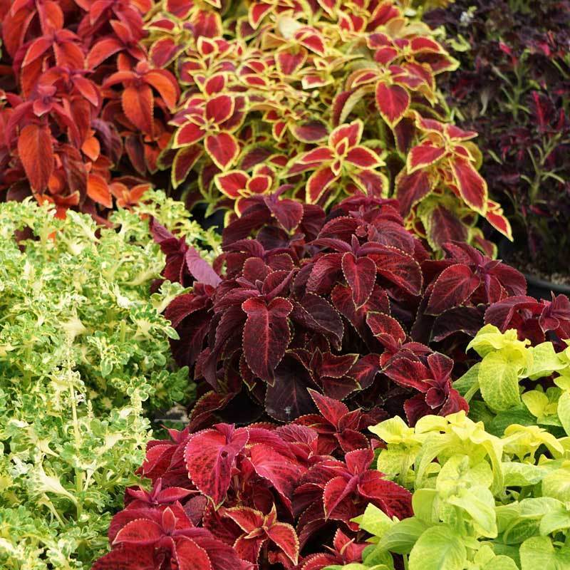 Karışık Renkli Kolyos (Coleus) Yaprak Güzeli Çiçeği Tohumu (100 tohum)