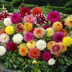 Karışık Renkli Bodur Mignon Dahlia Çiçeği Tohumu (80 tohum)