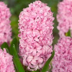 Hyacinthus Fondant Şeker Pembesi Sümbül Soğanı (3 Adet)