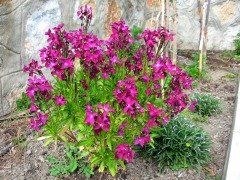 Pembe Güzeli Klarkiya Çiçeği Tohumu(100 tohum)