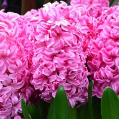Hyacinthus Pink Pearl Kokulu Pembe Sümbül Soğanı (3 adet)