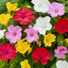 Bicolor Mixed Akşam Sefası Çiçeği Tohumu(20 tohum)
