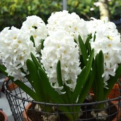 Hyacinthus Aiolos Beyaz Sümbül Soğanı (3 adet)