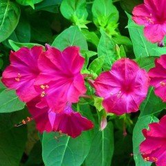 Violet Pink Akşam Sefası Çiçeği Tohumu(20 tohum)