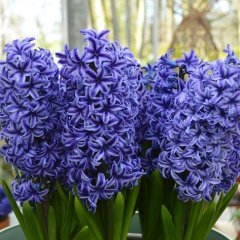 Hyacinthus Blue Jacket Sümbül Soğanı (3 adet)