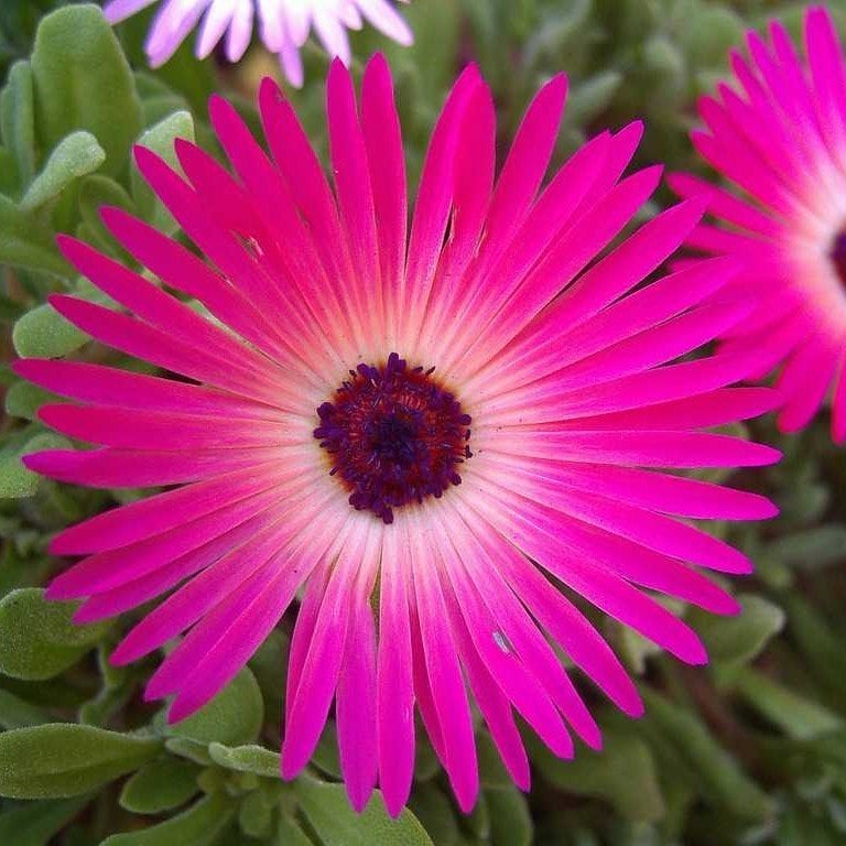 Pembe Renkli Buz Çiçeği Tohumu (400 tohum)