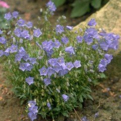 Light Blue Campanula Çan Çiçeği Tohumu (100 tohum)