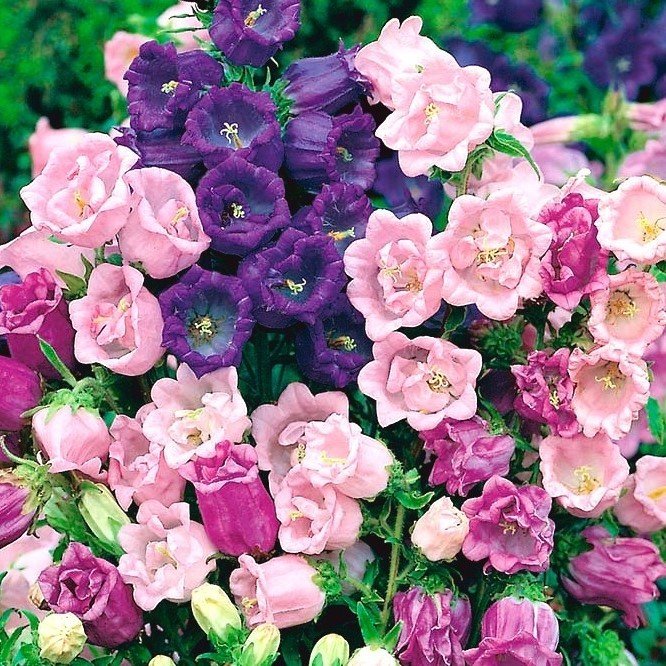 Katmerli Campanula Karışık Çan Çiçeği Tohumu (100 tohum)