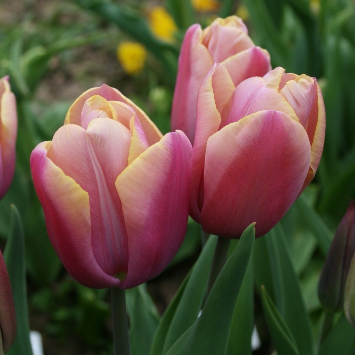Holland Beauty Lale Soğanı (5 adet)