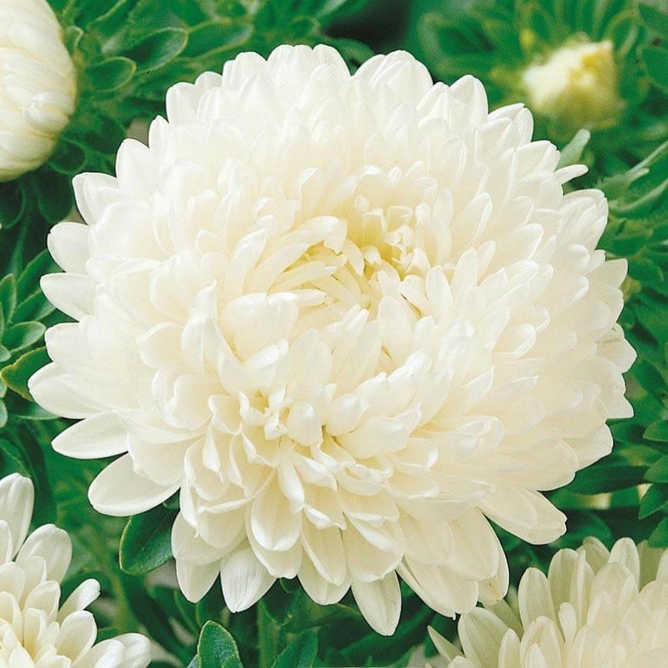 Pompon Beyaz Renkli Aster Çiçeği Tohumu (50 tohum)