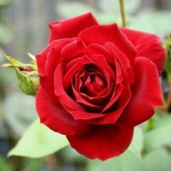 Tüplü Yediveren Kırmızı Schakira Nostalji Gül Fidanı