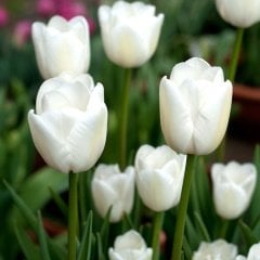 Agrass White Lale Soğanı (5 adet)