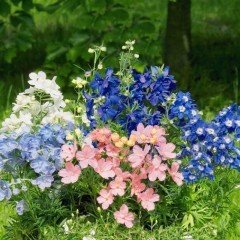Hezaren Çiçeği (Delphinium) Süvari Mahmuzu Çiçeği (450 tohum)