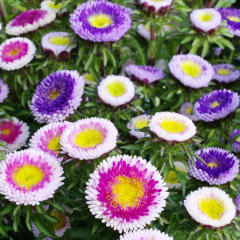 Pompon Hinomaru Karışık Renkli Aster Çiçeği Tohumu (50 tohum)
