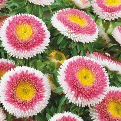 Pompon HiNoMaru Aster Çiçeği Tohumu (50 tohum)