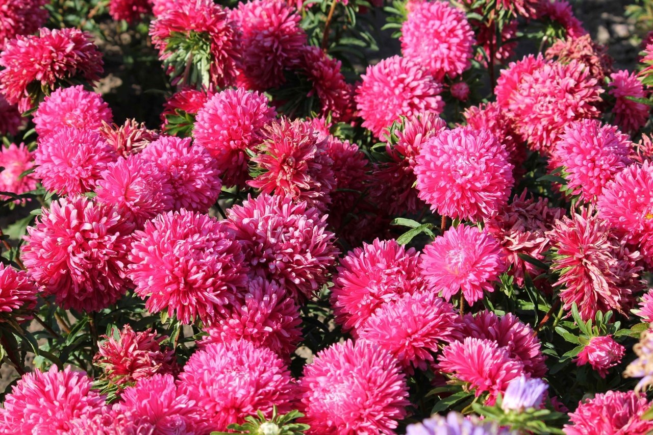 Pompon Beacon Aster Çiçeği Tohumu (50 tohum)