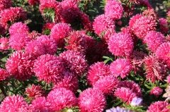 Pompon Beacon Aster Çiçeği Tohumu (50 tohum)