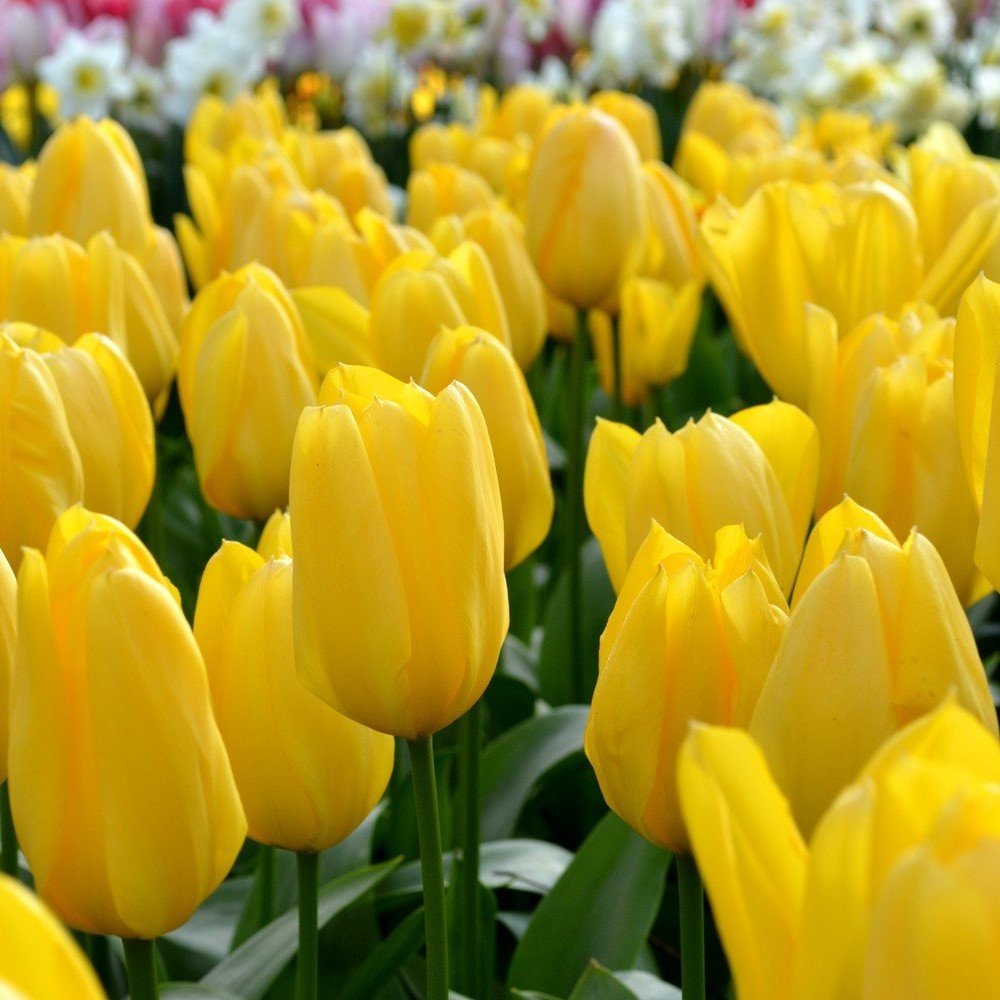 Golden Apeldoorn Altın Sarı Lale Soğanı (5 adet)