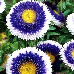 Pompon Blue with white Aster Çiçeği Tohumu (50 tohum)