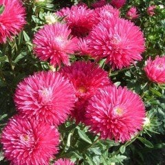 İğne Çiçekli Aster Çiçeği Tohumu (25 tohum)