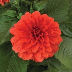 Dalina Pinta Turuncu Renkli Katmerli Midi Dahlia Fidesi (3 Adet)