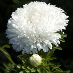 Pompon Beyaz Aster Çiçeği Tohumu (20 tohum)