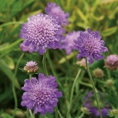 Lila Renkli Scabiosa Çiçeği(Uyuz Otu) Tohumu(20 tohum)