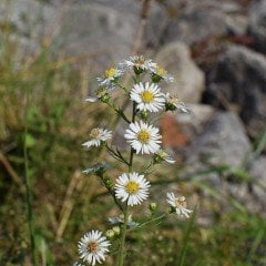 Beyaz Kuğu Aster Çiçeği Tohumu (100 tohum)