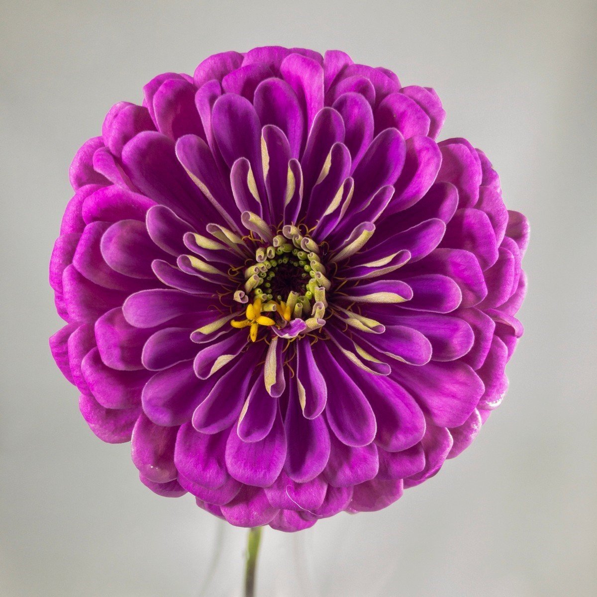 Dahlia Çiçekli Lavender Zinya Çiçeği Tohumu (40 tohum)