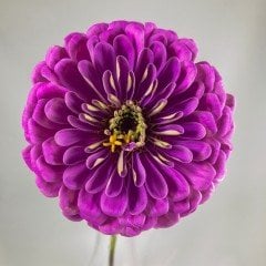 Dahlia Çiçekli Lavender Zinya Çiçeği Tohumu (40 tohum)