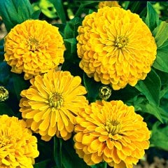 Dahlia Çiçekli Sarı Zinya Çiçeği Tohumu (40 tohum)