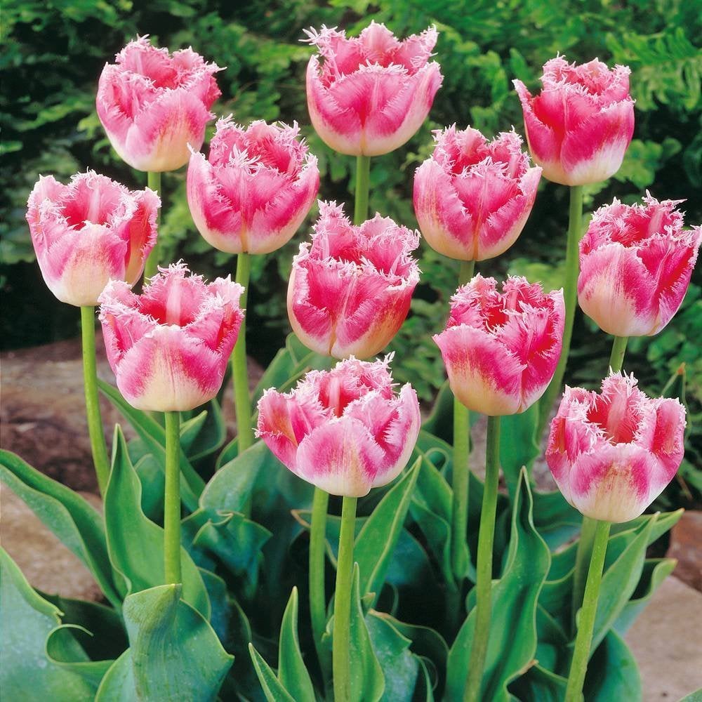 Fancy Frills Fırfırlı Lale Soğanı (5 adet)
