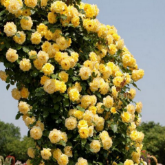 Soğuklara Dayanımlı Tüplü Yediveren Golden Gate Sarı Kokulu Sarmaşık Gül Fidanı
