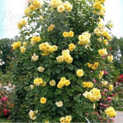 Soğuklara Dayanımlı Tüplü Yediveren Golden Gate Sarı Kokulu Sarmaşık Gül Fidanı