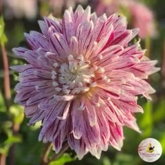 Avignon Dahlia İri Çiçekli Yıldız Çiçeği Yumrusu (1 Adet)