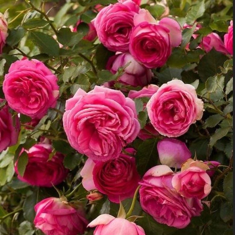 Tüplü Soğuklara Dayanımlı Kokulu Rosa Rampicanti Pembe Sarmaşık Gül Fidanı