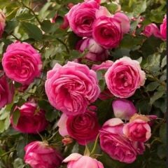 Tüplü Soğuklara Dayanımlı Kokulu Rosa Rampicanti Pembe Sarmaşık Gül Fidanı