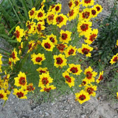 Kız Gözü Coreopsis Çiçeği Tohumu (100 tohum)